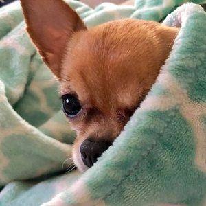 Meet your Posher, Drew